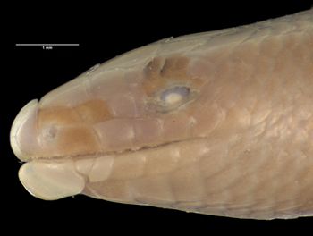 Media type: image;   Herpetology R-112202 Aspect: head lateral